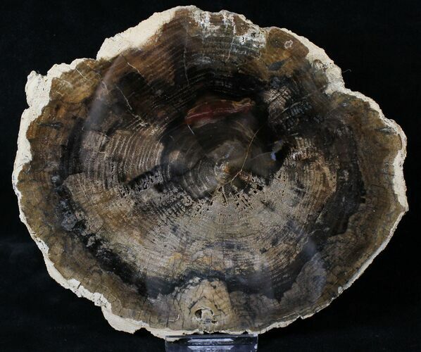 Petrified Wood (Locust) Slab - McDermitt, Oregon #19302